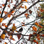 Our cabin rental is paradise for bird watching enthusiasts.