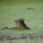 Experience aquatic life like this turtle when you book Cabin on the Creek for your fishing trips.