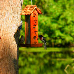 Our cabin for rent comes equipped with a bird feeder for easy, enjoyable birdwatching!