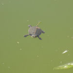 See turtles and more while walleye fishing or northern pike fishing.