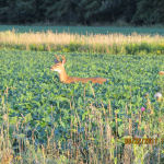 Deer frequently visit the areas around your cabin rental!