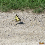 Watch for beautiful butterflies and other interesting insects around your cabin rental.