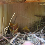 A nest of baby birds waiting to be feed.