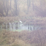 Cranes are frequent visitors of Alder Creek, which feeds right into Lake Poygan.