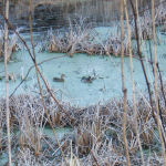 Ducks and other aquatic birds can often be found in Alder Creek.