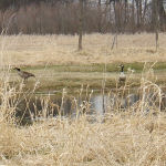 Nature enthusiasts who reserve our cabin rental can expect to see geese and their goslings waddle by!