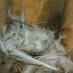 Bird eggs waiting to hatch and add to the beauty of nature!