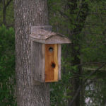 Birdhouses nearby to the cabin rental offer unique birdwatching opportunities.